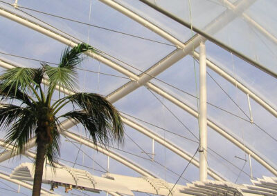 Eine Palme wächst unter einem modernen Gewächshaus mit transparentem Glasdach und weißem Stahlgerüst.