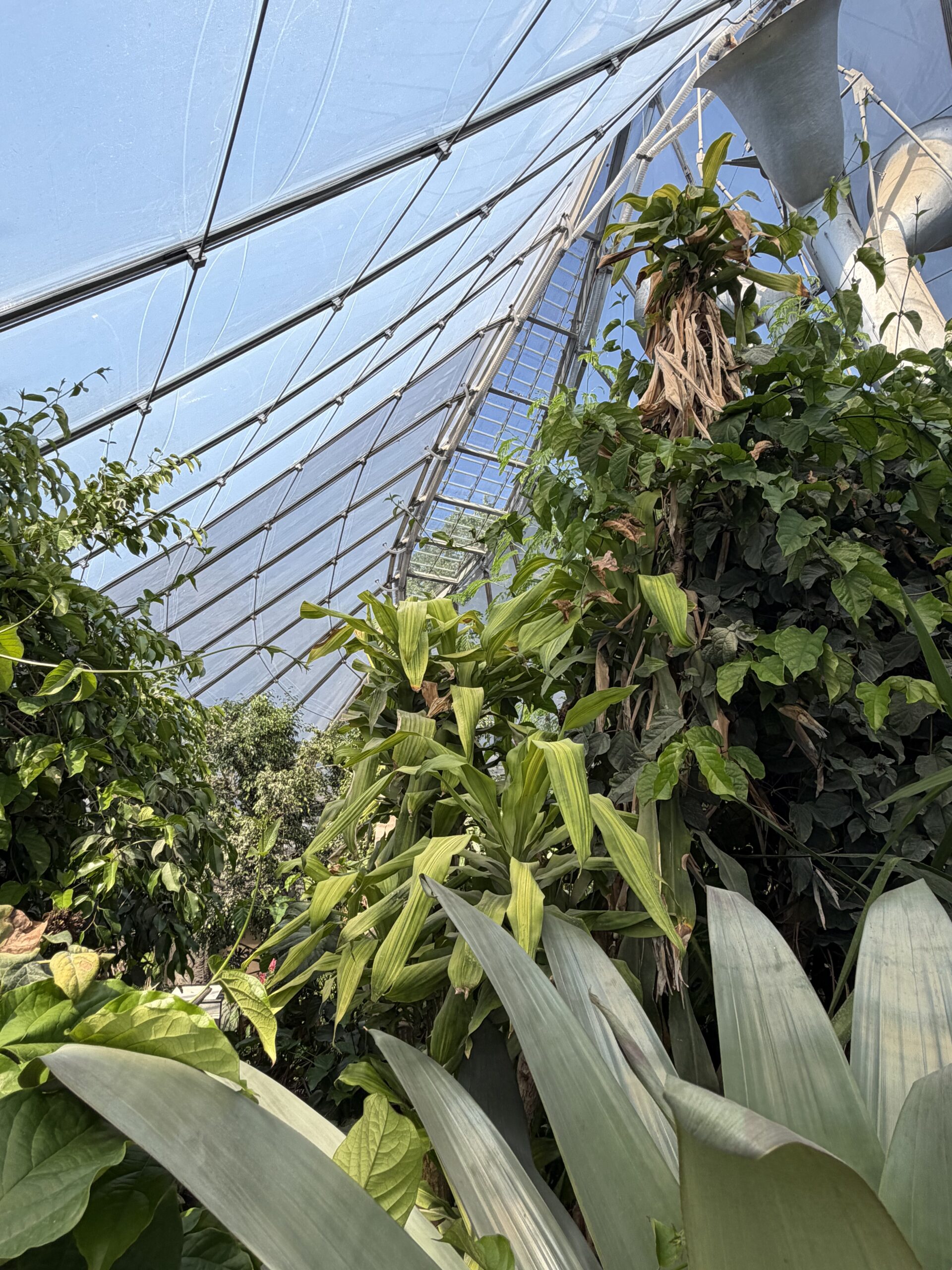 Blick von unten in ein Gewächshaus mit Stahlfachwerk, transluzenter Folienhülle und Spannseilen über dichter Vegetation.